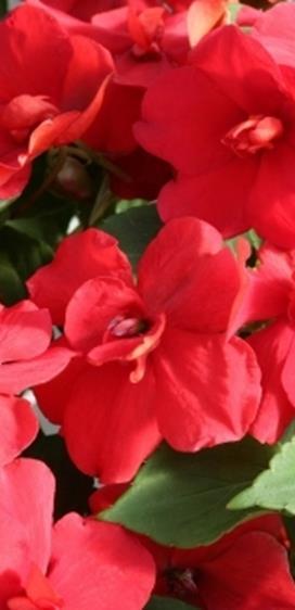 Ahkeraliisa Athena Red F1 an Impatiens walleriana Puolikerrottu, korkeus 25-30 cm, leveys 35-40, kukka kooltaan noin 4