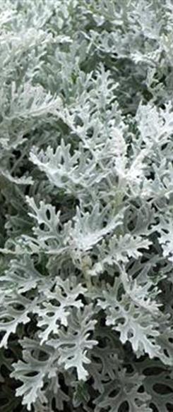 . Hopeavillakko Silverdust Senecio cineraria Korkeus 20 cm. Lehdet liuskoittuneet.