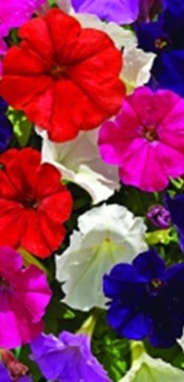 VSek0115 250P 7,10 Picobella Mix x hybrida F1 Milliflora -ryhmä. Sekoitus. Yksinkertainen, pienikukallinen ryhmä, vaatii enemmän ja tasaisesti lämpöä, kosteutta ja lannoitusta.