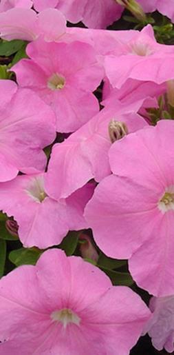 Storm Blue x hybrida FI Grandiflora-ryhmä Isokukallinen, säänkestävä. Sininen.