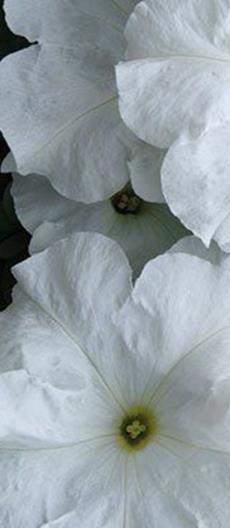 Viihtyy aurinkoisella VSek0123 250P 5,50 Storm Violet x hybrida F1 Grandiflora-ryhmä Storm-ryhmä. Isokukallinen, säänkestävä. Violetti.