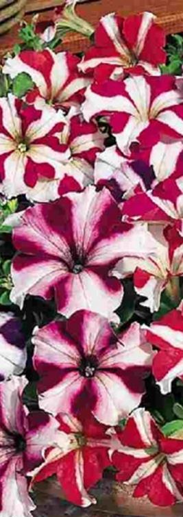 Ultra Burgundy x hybrida F1 Grandiflora-ryhmä Isokukallinen, aikainen, säänkestävä. Syvä viininpunainen.