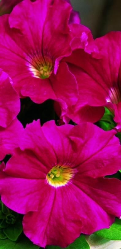 VSek0127 250P 5,50 Ultra Pink x hybrida F1 Grandiflora Aikainen, isokukallinen, säänkestävä.
