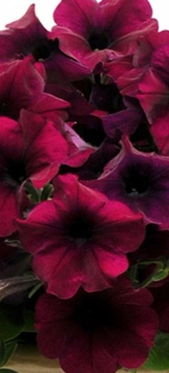 Viihtyy aurinkoisella VSek131 250P 5,50 Ultra Star Mix x hybrida F1 Grandiflora-ryhmä Isokukallinen, aikainen, säänkestävä.