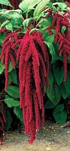 Viihtyy aurinkoisella VSek00133 250P 5,50 Punarevon-häntä Red Tails Amaranthus caudatus Punaiset riippuvat kukat 70 cm.