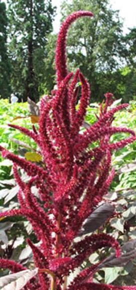 Viihtyy aurinkoisella VSek0134 1500s 2,50 Purppurarevonhäntä Pigmy Torch 1 Amaranthus hybridus subsp.