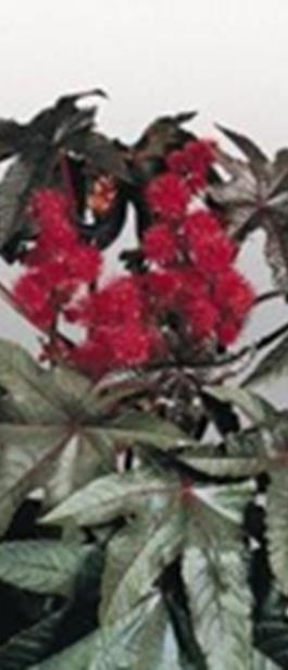 VSek0135 1500 s 2,50 Reunamehiruusuke Echeveria peacockii Kylvetään helmimaaliskuussa, itää 10-18 vuorokaudessa, valossa 20-22