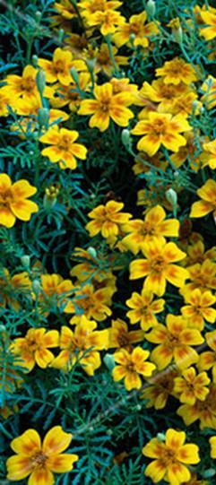 Kerrottu ryhmäsamettikukka Hero Yellow Tagetes patula fl. pl. Keltainen.