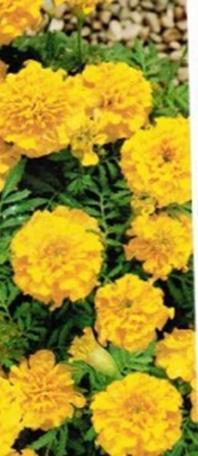 Kukinta touko-lokakuussa. VSek0139 250s 4,70 Kerrottu ryhmäsamettikukka Safari mix Tagetes patula fl. pl. Sekoitus.