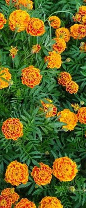 Kukinta touko-lokakuussa. VSek0142 100s 4,50 250s 5,50 Kerrottu ryhmäsamettikukka Hero Orange Tagetes patula fl. pl.