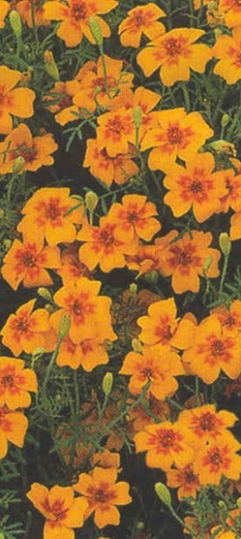 Kääpiösamettikukka Sperling's Sol Tagetes tenuifolia VSek0145 30s 4,10 Korkeus 25 cm. Yksinkertaiset kukat.