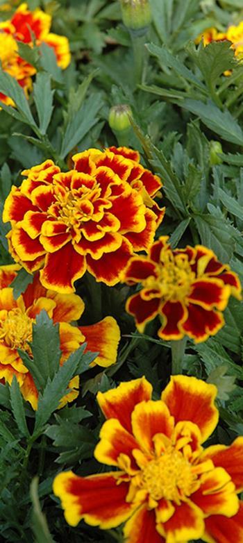 Viihtyy aurinkoisella Kääpiösamettikukka Starfire Mix Tagetes tenuifolia. Korkeus 30 cm.