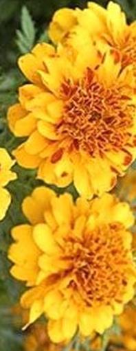 Ryhmäsamettikukka Bonanza Bolero Tagetes patula fl. pl. Korkeus 20 cm. Kullankeltainen - punasävytteinen.
