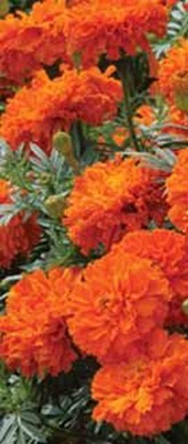 Kukinta touko-lokakuussa. VSek0151 100s 3,50 250s 5,00 Ryhmäsamettikukka Bonanza Deep Orange Tagetes patula fl.