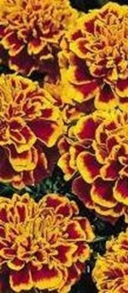Ryhmäsamettikukka Durango Sekoitus Tagetes patula fl. pl. Aikainen, kerrottukukkainen, hyvin haaroittuva, kukat 5-5,5 cm. Kylvetään maalishuhtikuussa, itää 3-10 asteessa.