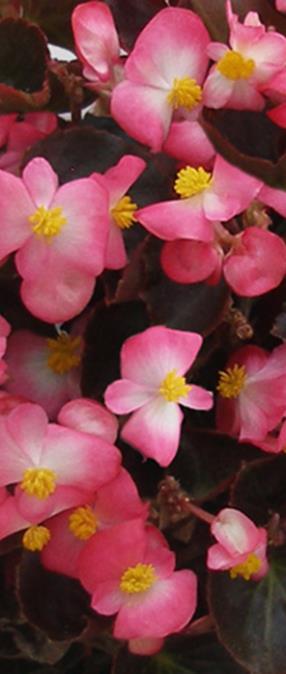 viihtyy aurinkoisella VSek0013 500s 2,20 16 000s 4,80 Kesäbegonia Big Red Begonia x benariensis Korkeus 30-50 cm.