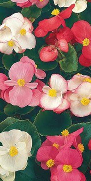 cm. Ruusunpunaiset kukat, tumma lehdistö. Poikkeuksellisen upea, tyrnevä, hyvin haaroittuva begonia.