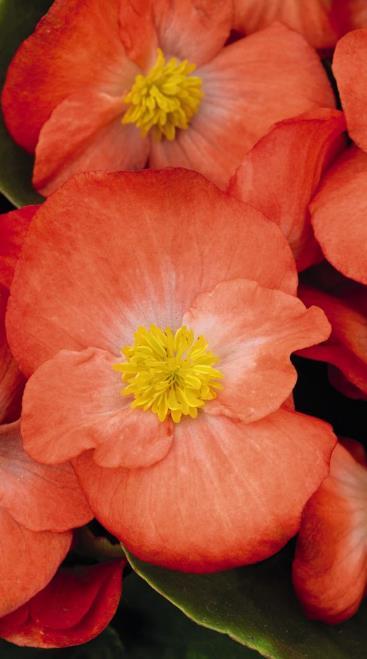 Kesäbegonia Olympia Sprint Plus Appleblossom Begonia Semperflorens-ryhmä Vihreälehtinen, korkeus 15-18 cm.