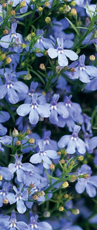 Sinilobelia Kaiser Wilhelm Lobelia erinus Korkeus 10 cm.