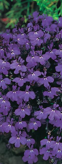 Viihtyy aurinkoisella Sinilobelia Palace Sky Blue Lobelia erinus Compacta-ryhmä Korkeus 10 cm.