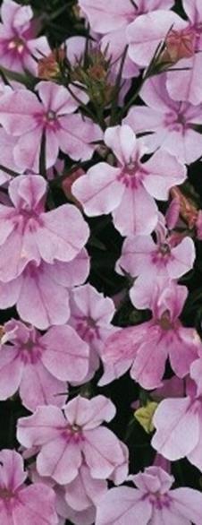 Lobelia erinus Korkeus 10 cm.lilat kukat, vihreät lehdet. Aikainen.