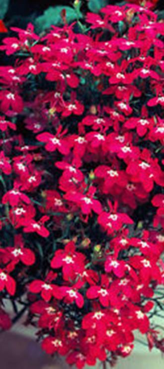 Viihtyy aurinkoisella VSek179 25000s 9,00 Sinilobelia Riviera Rose Lobelia erinus Korkeus 10 cm.