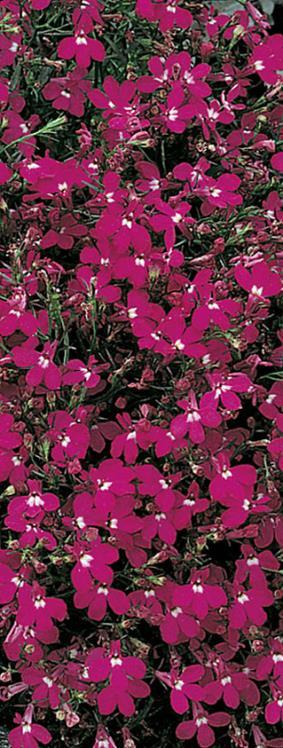 Viihtyy aurinkoisella VSek0182 25 000s 4,00 Sinilobelia White Lady Lobelia erinus Korkeus 10 cm.