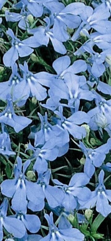 VSek0184 2500s 2,00 Sinilobelia Chrystal Palace Lobelia erinus. Korkeus 10 cm.