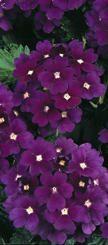 VSek0191 50s 3,50 250s 11,00 Tarhaverbena Tuscany Orchid Frost Verbena x hybrida Ruusunpunainen, keskus tummemman punainen.