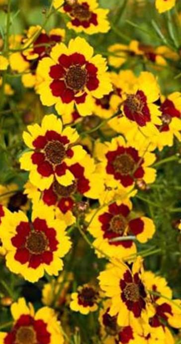 Tiikerinkaunosilmä Coreopsis tinctoria Korkeus 80-100 cm.