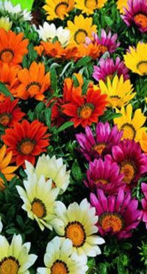 VSek0193 1000s 2,00 Timantikukka Daybreak Red Stripe Gazania Pavoniaryhmä Korkeus 25 cm.