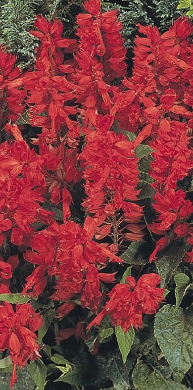 Tulisalvia Cover Girl Salvia x splendens. Korkeus 25 cm. Aikainen.