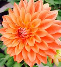 Kesädaalia Figaro Orange Shades Dahlia x hortensis Korkeus 40 cm.oranssi.
