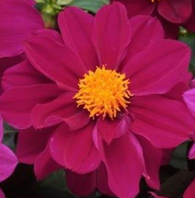 Dahlia x hortensis Korkeus 40 cm. Violetti.