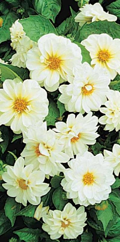 Kesädaalia Figaro White Dahlia x hortensis Korkeus 40 cm. Valkoinen.