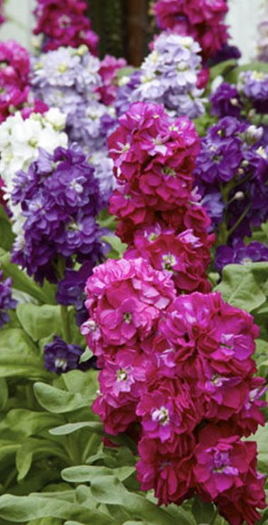 Kesäleimu Promise Phlox drummondii Sekoitus kerrotuista ja puolikerrotuista, korkeus 20 cm.