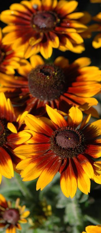 Kesäpäivänhattu Toto Gold Rudbeckia hirta. Matala 25 cm. Kaunis ruukku- ja ryhmäkasvi. Säänkestävät kukat.