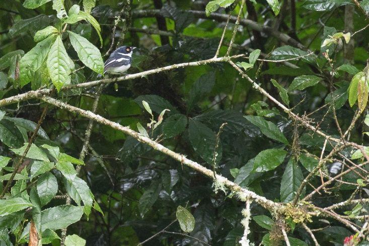 Yellow-streaked Greenbul, mustapääkerttu, Red-faced Woodland Warbler, Grauer s Warbler, Mountain Masked Apalis, Chinspot Batis ja Doherty s Bushshrike olivat illan uusien lajien joukossa.