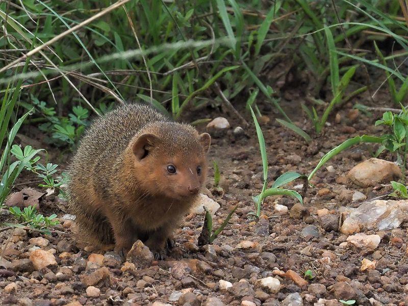 African Finfootia saatiin hakea aivan järven etäisimmästä perukasta asti, mutta suureksi iloksemme varjoisasta rantavyöhykkeestä niitä löydettiin yhteensä kolme yksilöä.