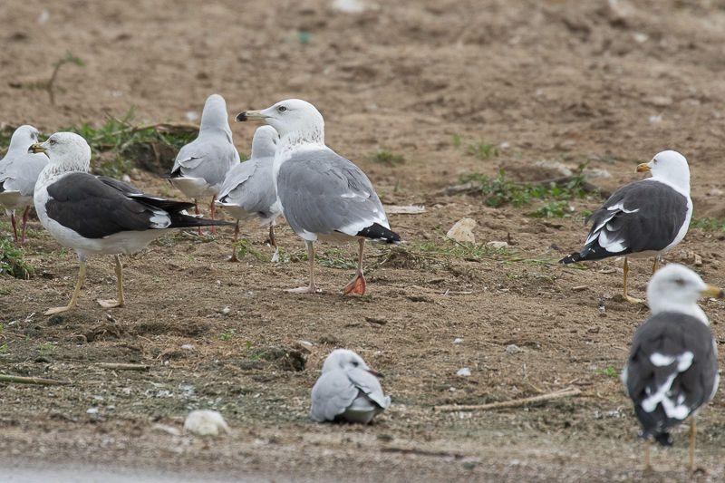 keskellä Larus (fuscus)