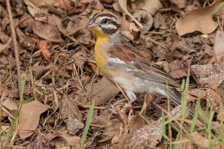 Keskirivin kuvissa Banded