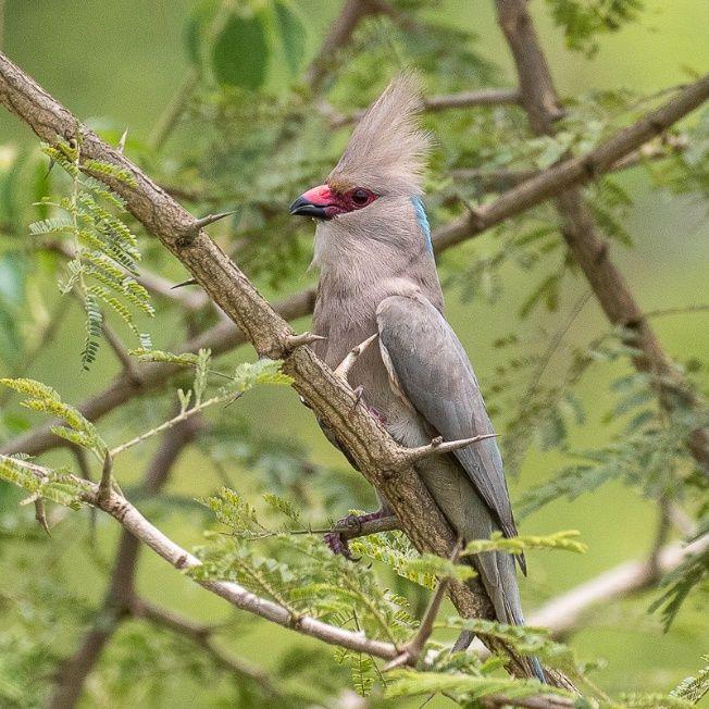 Broad-winged Warblerin uusi nimi on Fan-tailed Grassbird, Yellow-backed Weaver on listaan nimetty nykyaikaisemmin