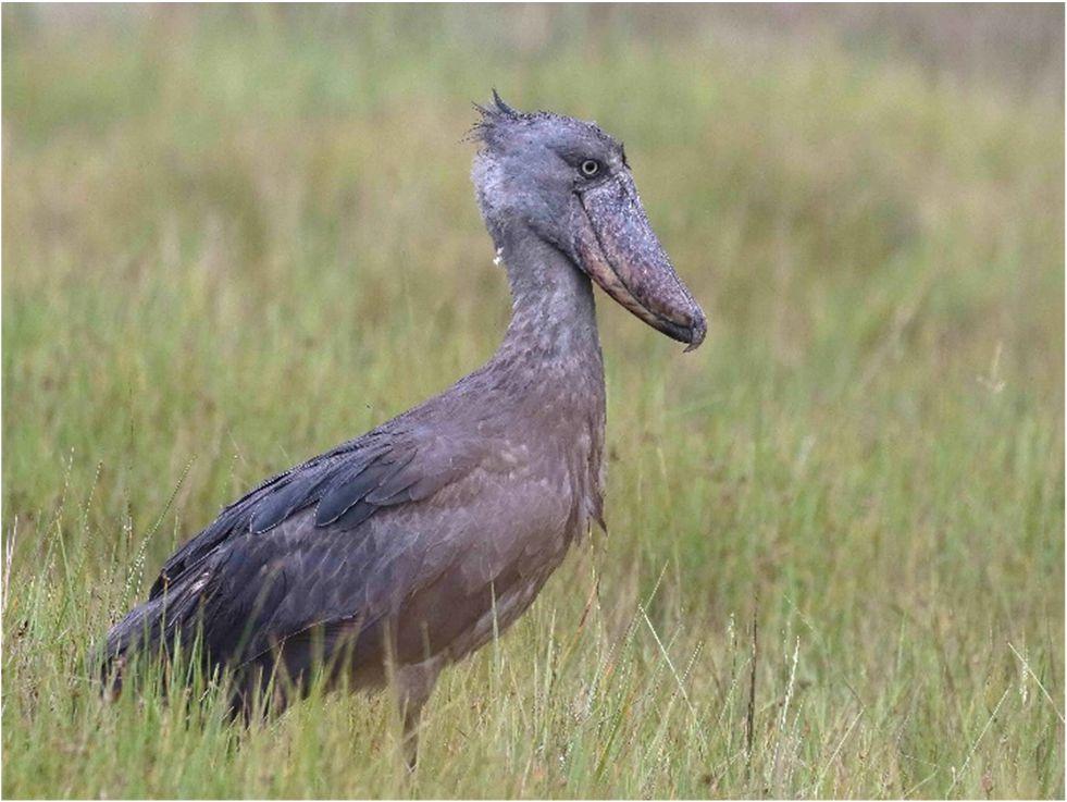 Kenkänokka! Hieno lintu. Kuva: Juha Honkala Long-tailed Lapwing, pikkusirrit, tyllit ja usein hankalasti nähtävä Lesser Jacana.