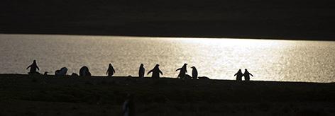 Pingviiniyhdyskunnat ovat peitteisten rantadyynien takaisilla niityillä, mutta monesti kiehtova kuvauskohde on myös hiekkaranta, jossa jatkuvasti osa pingviineistä on nousemassa maihin tai