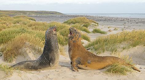 Falklandin pääsaaren eteläpuolella oleva Sea Lion -saari on lajistonsa monimuotoisuuden suhteen ehdottomasti saariston parasta aatelia.