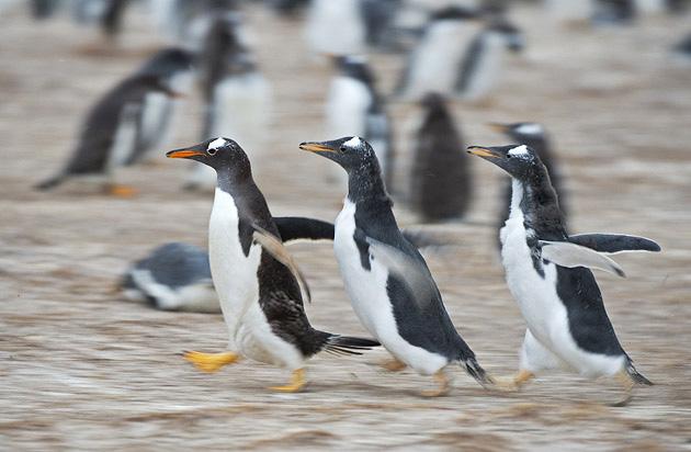 Lähellä on myös patagonianpingviinien yhteisö sekä hyvin edustavasti muuta linnustoa, kuten lähes kaikki Falklandinsaarten hansuiksi kutsutut hanhilajit.