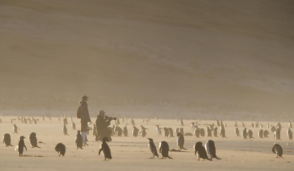 To 7.2.2019 Saunders, Neck (A, L, P) Tieyhteyttä tärkeimmälle pingviinikohteelle Neck:iin on tänä talvena parannettu ja matka sujuu nyt aiempaa nopeammin.