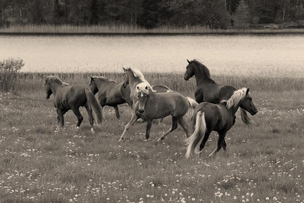 ORILAIDUNPAIKAT Kymen-Karjalan Hevosjalostusliitto ry. tarjoaa kesällä 2018 valvottuja orivarsalaidunpaikkoja perinteikkäillä liiton omistamilla orivarsalaitumilla. Laidunaika on n. 3kk.