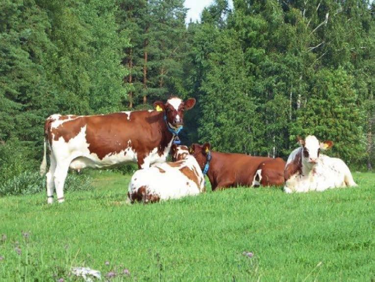 1. osasto Hallinto-oikeuden 1. osastolla oli vuonna 2017 kahdeksan tuomaria, kaksi esittelijää ja yksi lainkäyttösihteeri.