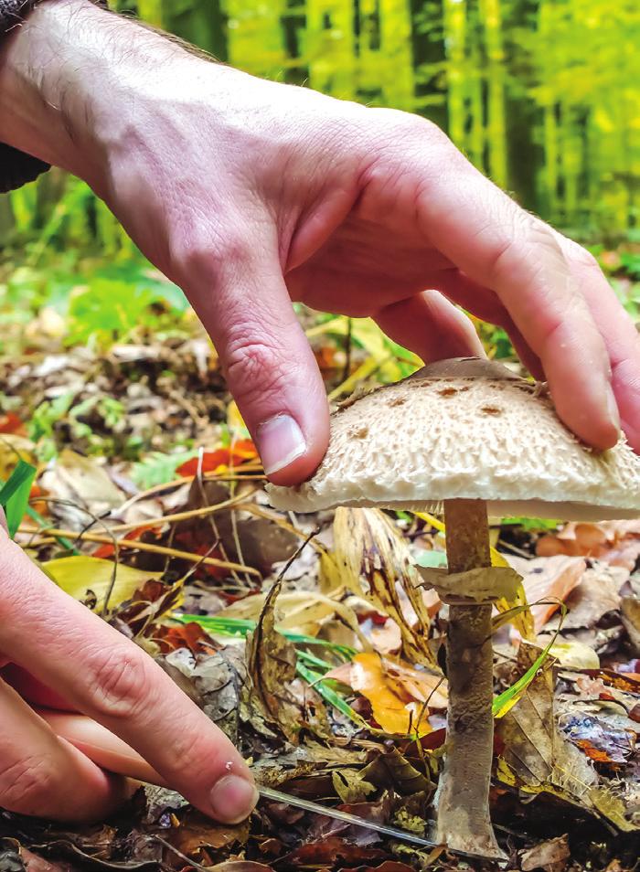 Lääkkeet, luontaistuotteet ja myrkkysienet Maksalla on keskeinen tehtävä useiden lääkeaineiden poistamisesta elimistöstä.